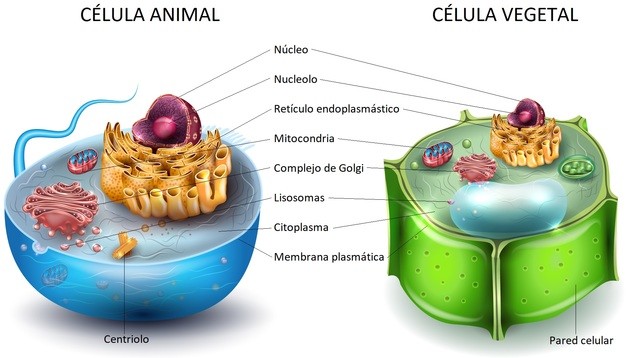 procariontes e eucariontes - Série 5 - Questionário