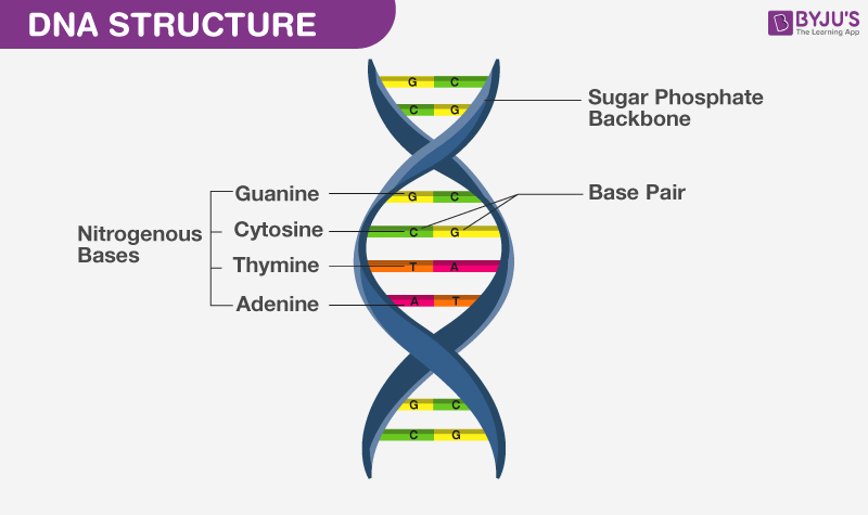 dna structure and replication - Class 5 - Quizizz