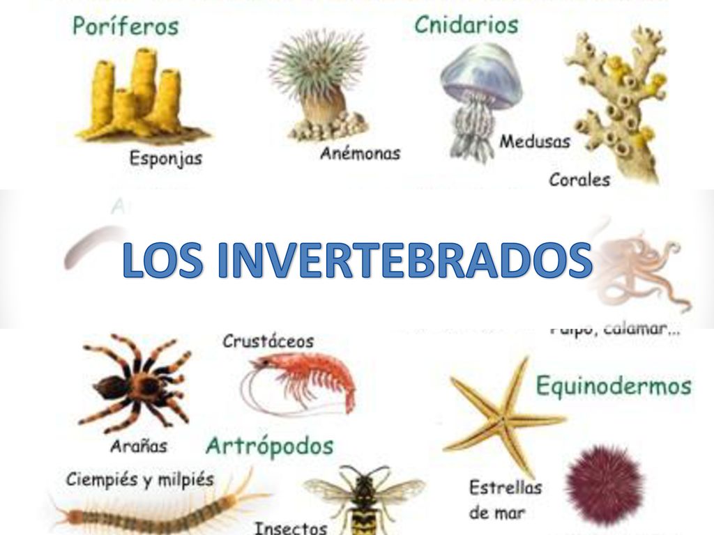 Invertebrados: Poríferos y Cnidarios | 130 jugadas | Quizizz