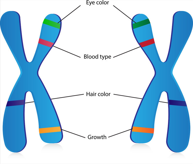 heredity-dominant-recessive-traits-quiz-quizizz