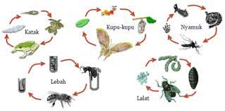 Apostrof dalam Kata Benda Posesif Jamak - Kelas 3 - Kuis