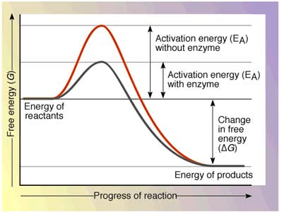 Catalysts & Activation Energy