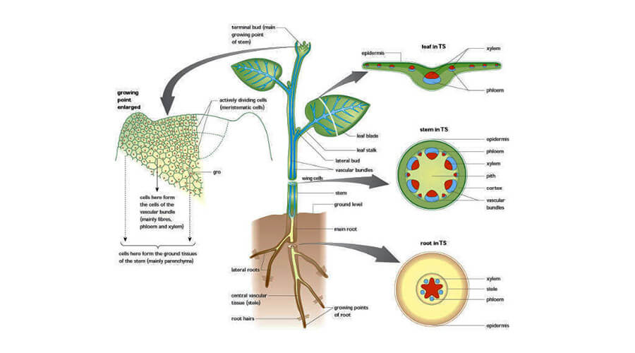 Transport water in plants - Xylem | 84 plays | Quizizz