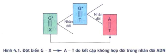 4. Các Dạng Đột Biến Gen Từ Kết Cặp Không Đúng