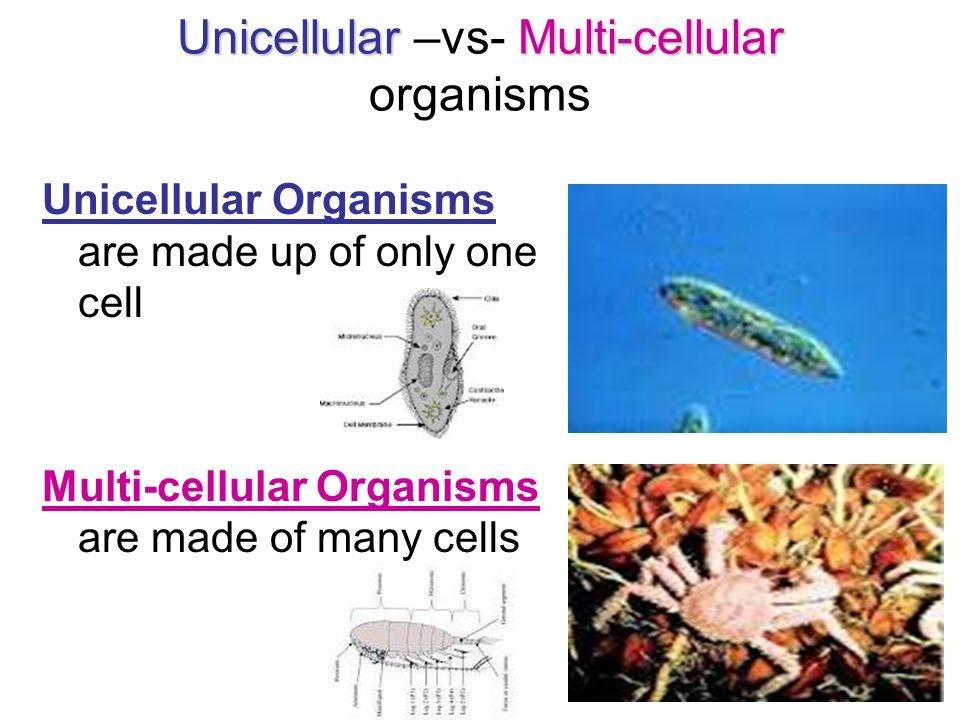 5 L 1 1 Single Cell Multicell Study Guide Quiz Quizizz