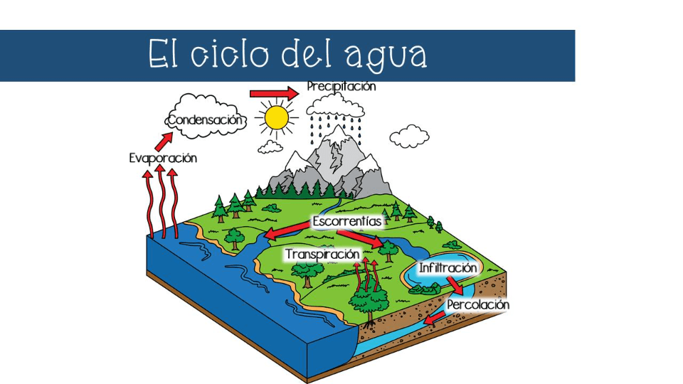 La importancia del ciclo del agua en el planeta - Quizizz