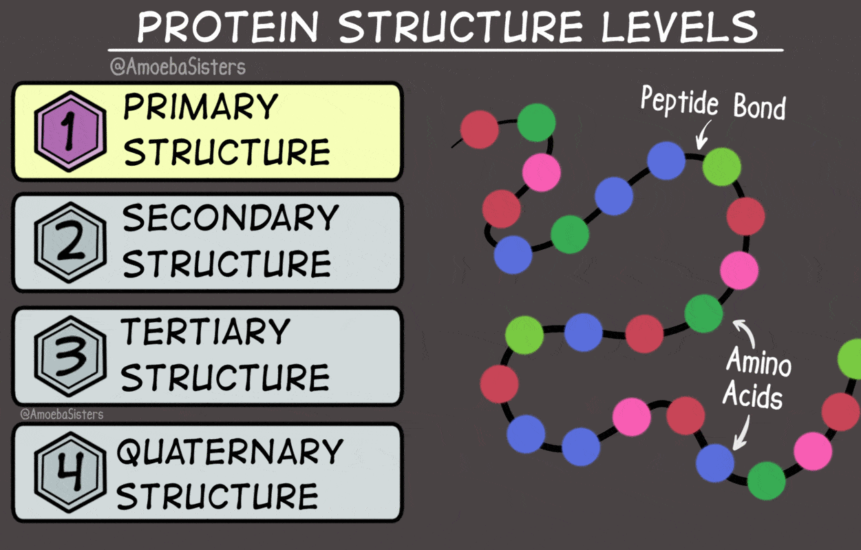 9th-grade-proteins-quiz-biology-quiz-quizizz