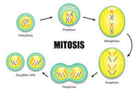 Mitosis (6.17) | Cell Structure - Quizizz