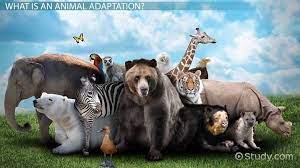 animal adaptations Flashcards - Quizizz