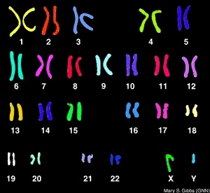 Chromosome Number | Genetics Quiz - Quizizz