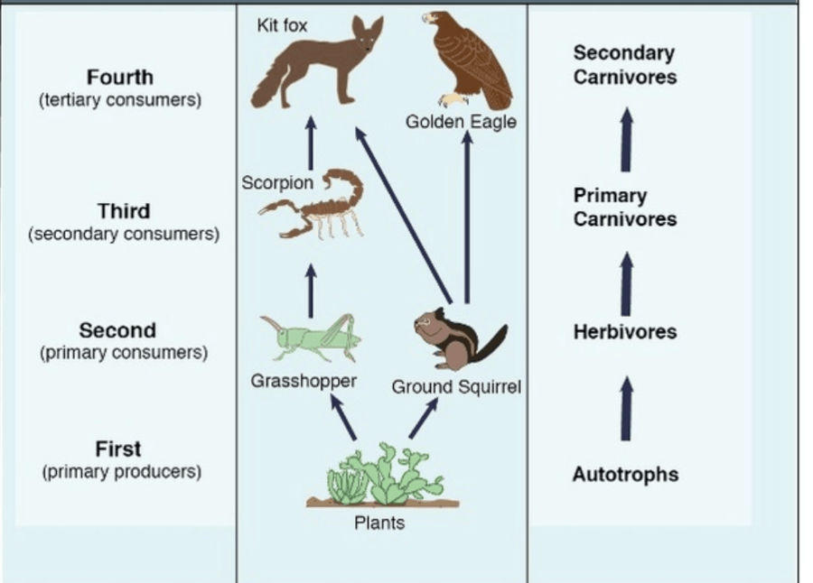 fox food chain to plant