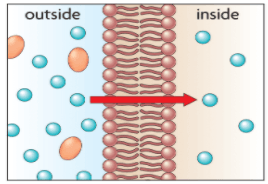 Diffusion and Osmosis Review | Science - Quizizz