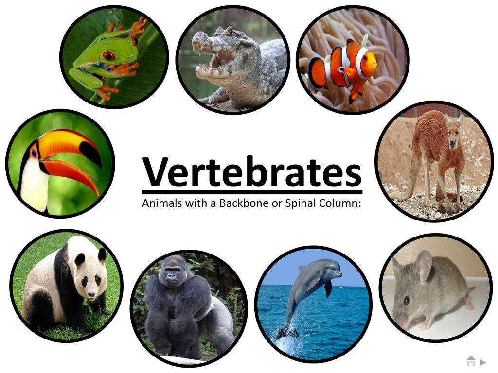 Vertebrates questions & answers for quizzes and worksheets - Quizizz