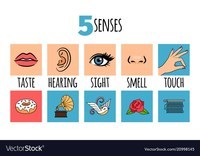 Sensory Words - Grade 3 - Quizizz