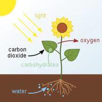 Biology - Class 5 - Quizizz