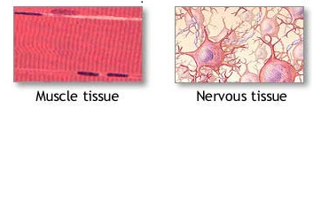 Muscle & Nerve Tissue Review