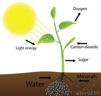 photosynthesis - Year 7 - Quizizz