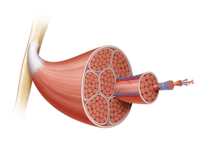 Anatomy Cards - Year 10 - Quizizz