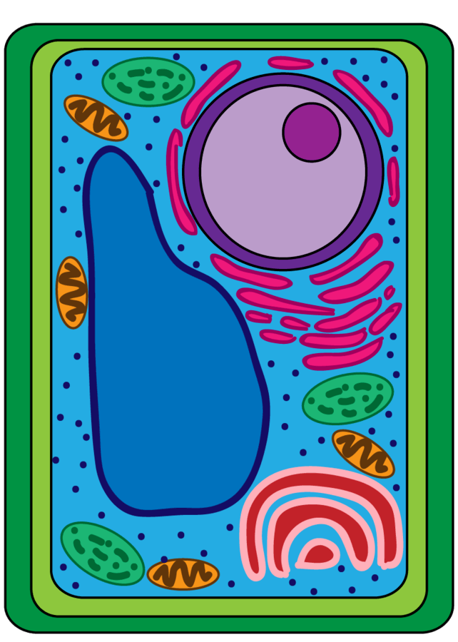 class-8-cell-structure-and-function-short-notes-science-chapter-8