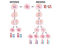 meiosis - Year 3 - Quizizz