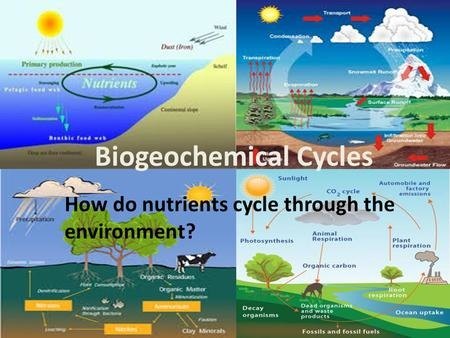 Biogeochemical Cycles and Energy Flow | 80 plays | Quizizz