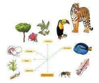 biologia comportamental Flashcards - Questionário