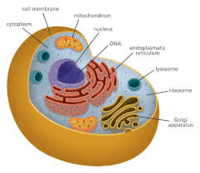 prokaryotes and eukaryotes - Class 4 - Quizizz