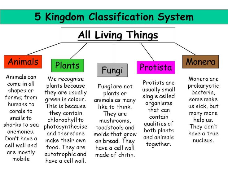The 5 Kingdoms Of Classification | Biology - Quizizz
