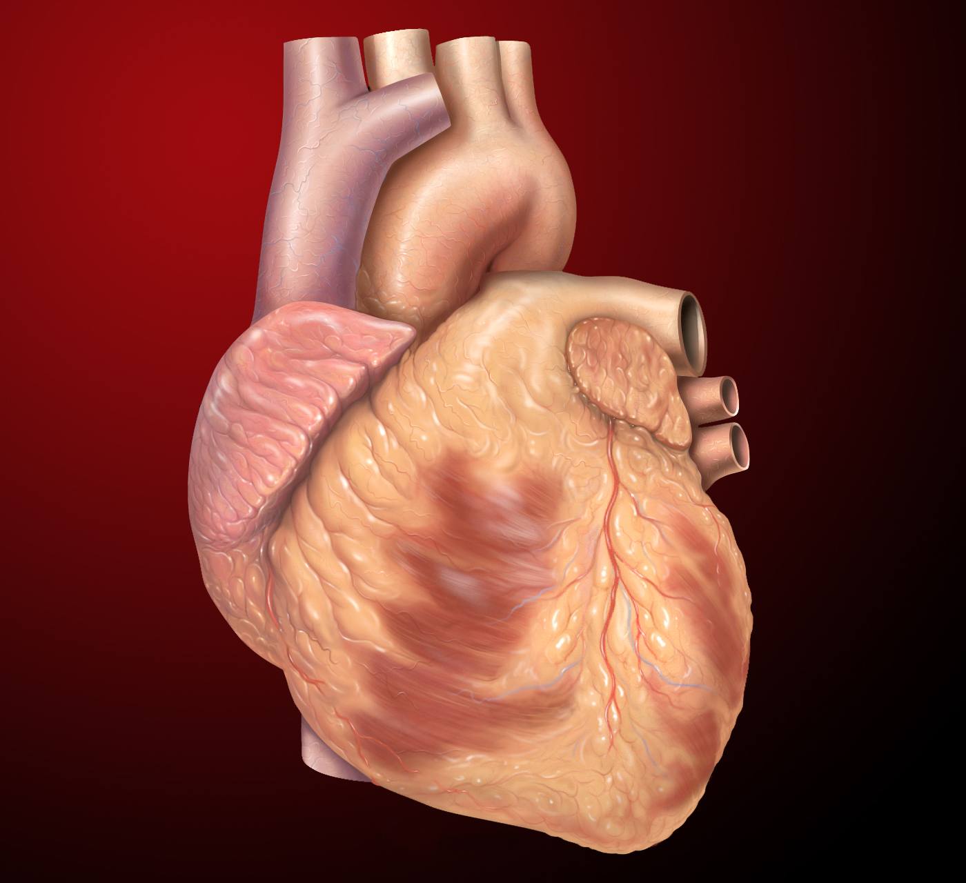 Cardiac Output and Venous Return