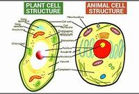 prokaryotes and eukaryotes - Year 11 - Quizizz