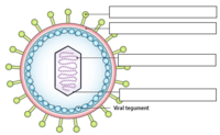 virus - Grado 9 - Quizizz