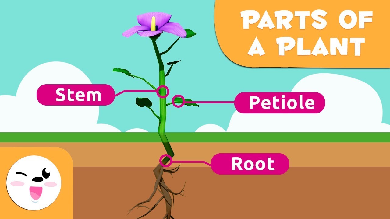 plant-parts-science-quizizz