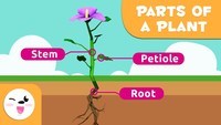 plant parts and their functions - Class 4 - Quizizz