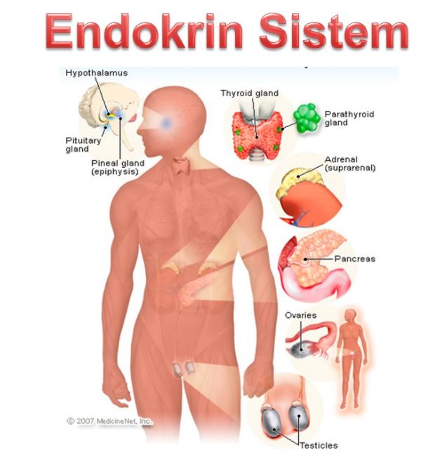 7 1 Sistem Endokrin Manusia Science Quizizz