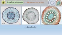 วิทยาศาสตร์โลกและอวกาศ - ระดับชั้น 11 - Quizizz