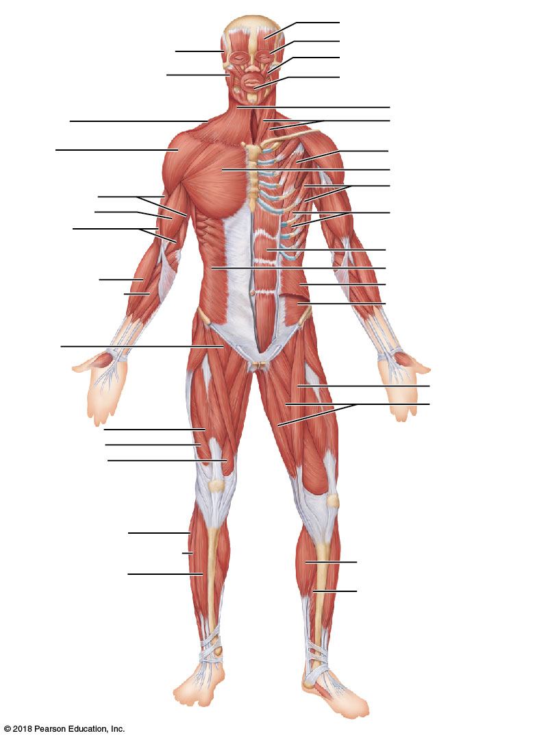Muscular System Labeling And Movements Quiz Quizizz