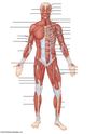 Muscular System Labeling and Movements