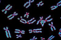 introduction to heredity - Grade 9 - Quizizz