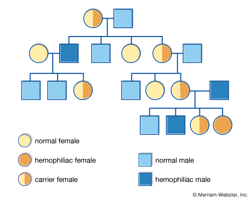 pedigree-charts-science-quiz-quizizz