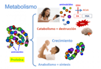 metabolismo - Grado 7 - Quizizz