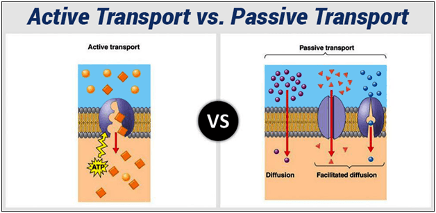 Active And Passive Transport Formative Assessment Quizizz