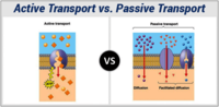 Active And Passive Transport Biology Quizizz