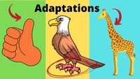 adaptaciones animales Tarjetas didácticas - Quizizz