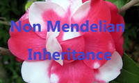 non mendelian inheritance - Year 9 - Quizizz