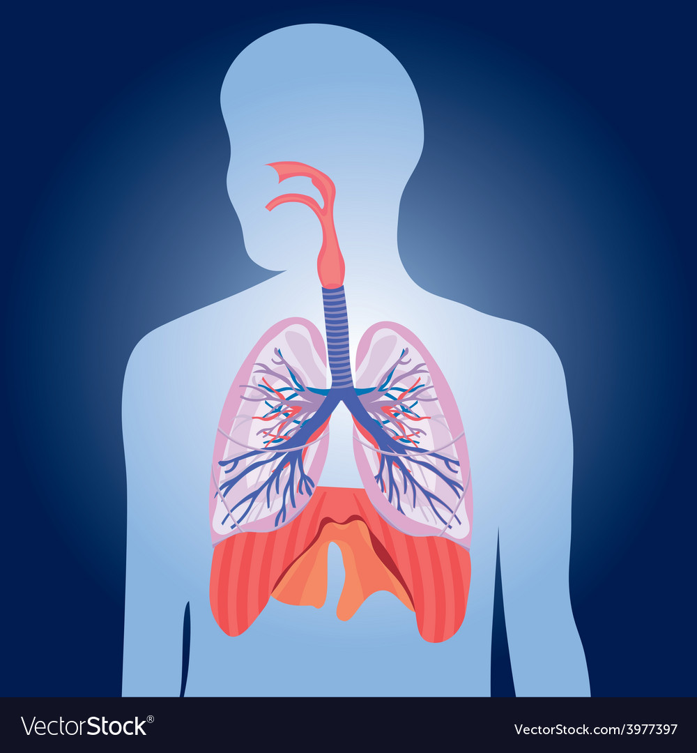 the circulatory and respiratory systems - Year 10 - Quizizz