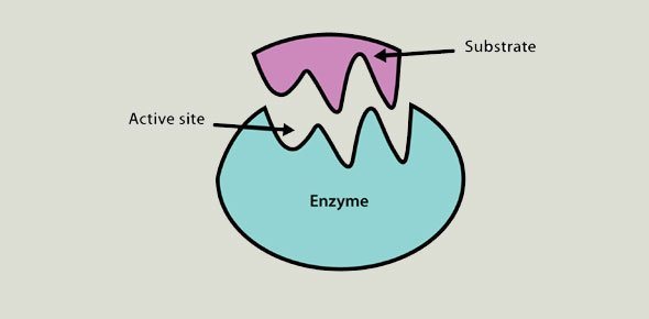 competitive & non-competitive inhibition | Biology - Quizizz