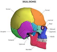 Bones of the skull | 77 plays | Quizizz