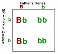 punnett squares - Class 12 - Quizizz