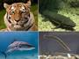 Vertebrates Quiz