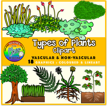 plant parts and their functions Flashcards - Quizizz